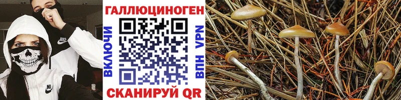 MEGA зеркало  Фатеж  Галлюциногенные грибы Psilocybe 